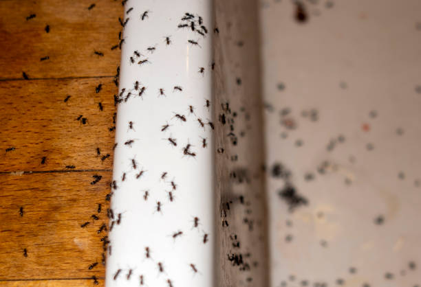 Best Spider Control Near Me  in Orida City, FL