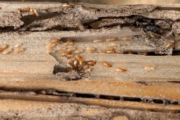 Best Mosquito Control Services  in Orida City, FL