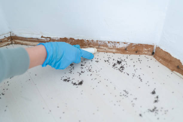 Best Best Pest Control Companies  in Orida City, FL